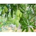 thumbnail image 7 of Dried Diced Mango, 1 Pound — Kosher, Vegan — by Food to Live, 7 of 7