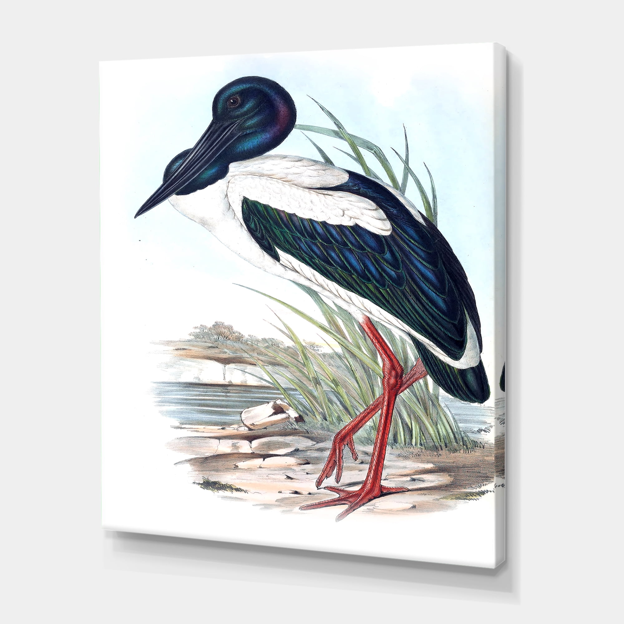 Designart ' Australian Vintage Birds I ' Traditional Canvas Wall Art Print