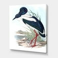 thumbnail image 3 of Designart ' Australian Vintage Birds I ' Traditional Canvas Wall Art Print, 3 of 4
