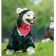 thumbnail image 2 of (Nior talla S, circunferencia de la cabeza 30cm) gorro de aviador para perro, accesorios para mascotas, gorros para perros, sombreros para mascotas, sombrero de piloto para Otoño e Invierno, 2 of 5