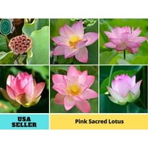 5 Rare Seeds| Pink Sacred Lotus Seeds - Indian Lotus (Nelumbo nucifera) Seeds - Flower Seeds - B3G1 #Q003