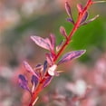 thumbnail image 2 of Brighter Blooms - Rose Glow Barberry Shrub, 3 gal. - No Shipping To AK, AZ, HI, IN, MA, ME, MI, ND, NH, NY, PA, VT, WA, WV, 2 of 4