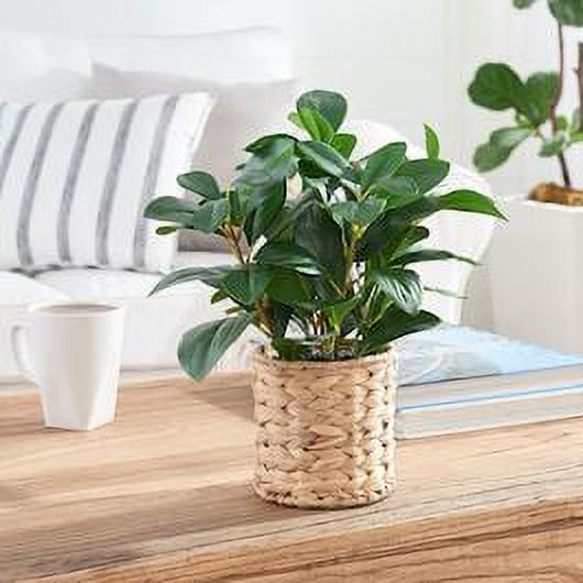 Better Homes & Gardens 13" Artificial Peperomia Plant in Natural Wicker Basket - image 3 of 5