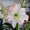 C, variant on Hydroponic/Pot Amaryllis-Bulbs For Planting - Premium Garden Stake