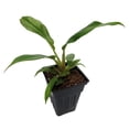 thumbnail image 3 of Jungle Boogie Philodendron- 2.5" Pot, 3 of 4