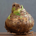 thumbnail image 2 of Amaryllis, Low Maintenance - Easy Grow - Ideal for Beds Borders, Plant Pots & Planters, 2 of 3