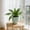 D, variant on HAJAGP 55x55cm Artificial Plant Wall Hanging Mat, Faux Foliage Plastic Grass Panel for Indoor Outdoor Garden Decor, Style A