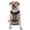 With Accessories, variant on Vsdgher A Web With A Spider Pattern Dog Harness,No Pull Pet Harness with Soft Padded Handle,Adjustable Reflective Vest with 2 Buckles,4 Slide Buckles,S-XL X-Large