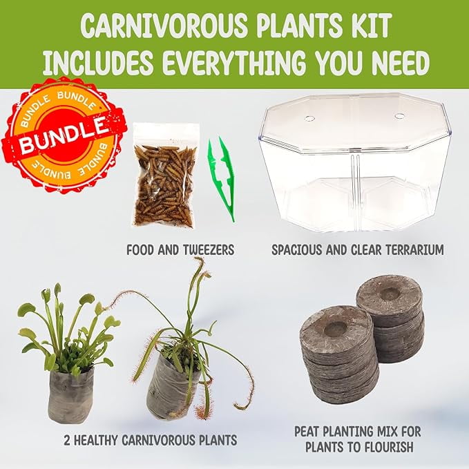 Live Venus Flytrap & Sundew Kit with Carnivorous Plant Food, Tweezers, Peat Pellets & 7.5" Clear Tank – Bug-Eating Indoor STEM Plant Gift Fly Trap