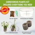 thumbnail image 4 of Live Venus Flytrap & Sundew Kit with Carnivorous Plant Food, Tweezers, Peat Pellets & 7.5" Clear Tank – Bug-Eating Indoor STEM Plant Gift Fly Trap, 4 of 6