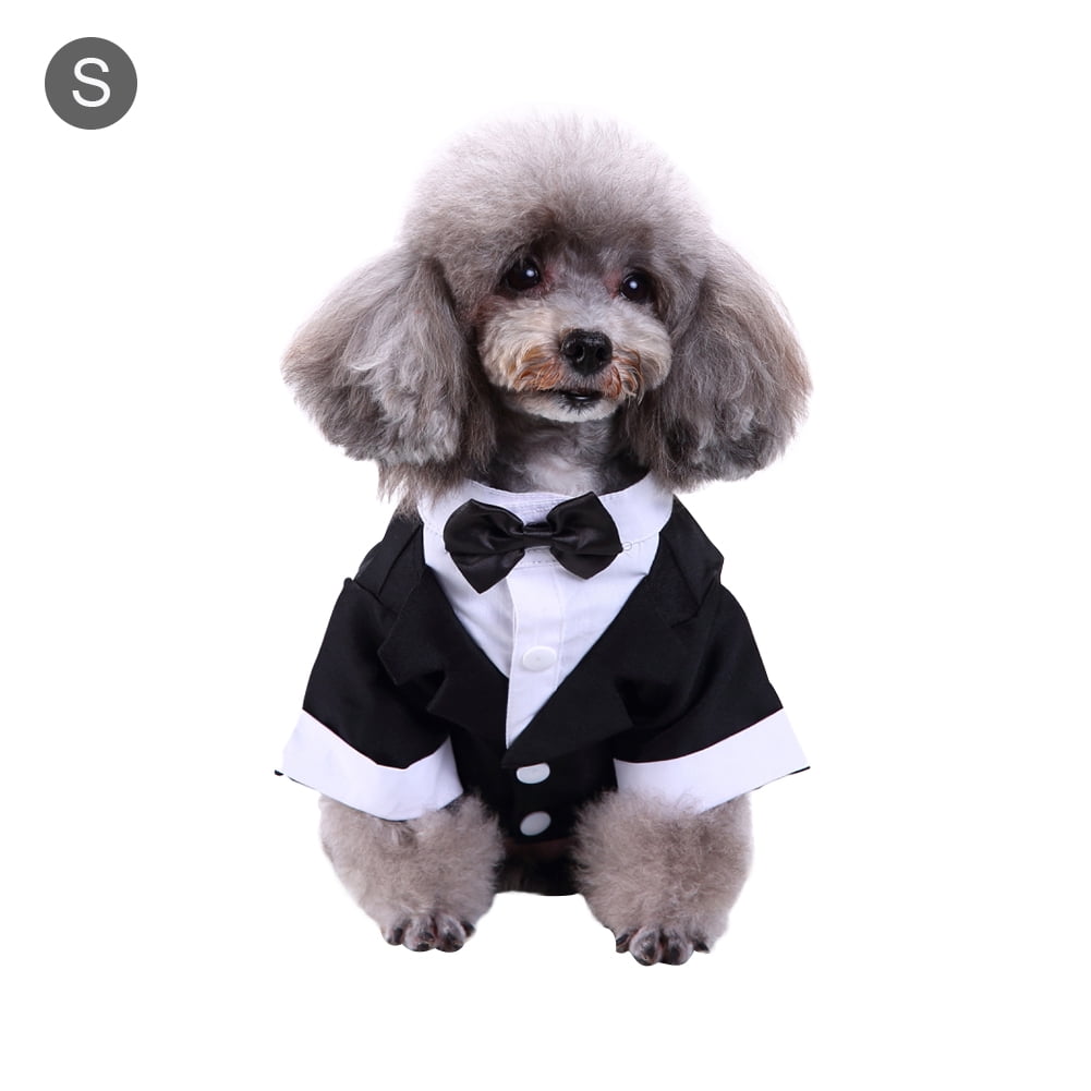 dog with tie