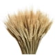 thumbnail image 5 of Tallos de trigo seco, 100 tallos de decoración de trigo natural para el hogar, la cocina, la boda de Navidad, 5 of 5