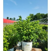 Little Lime® Panicle Hydrangea