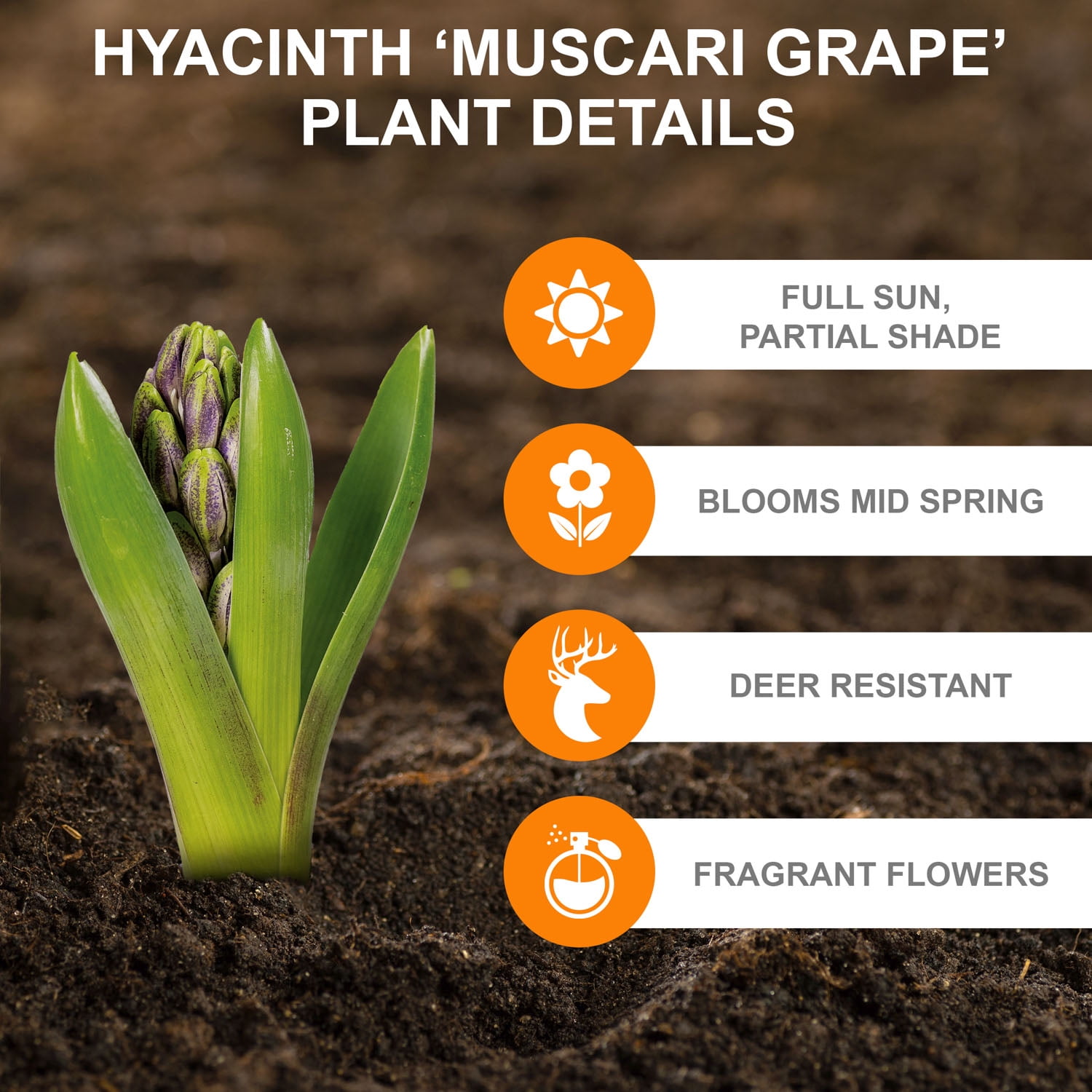 Garden State Bulb Muscari Grape Hyacinth Flower Bulbs, 8/9cm, Fragrant (Bag of 100)