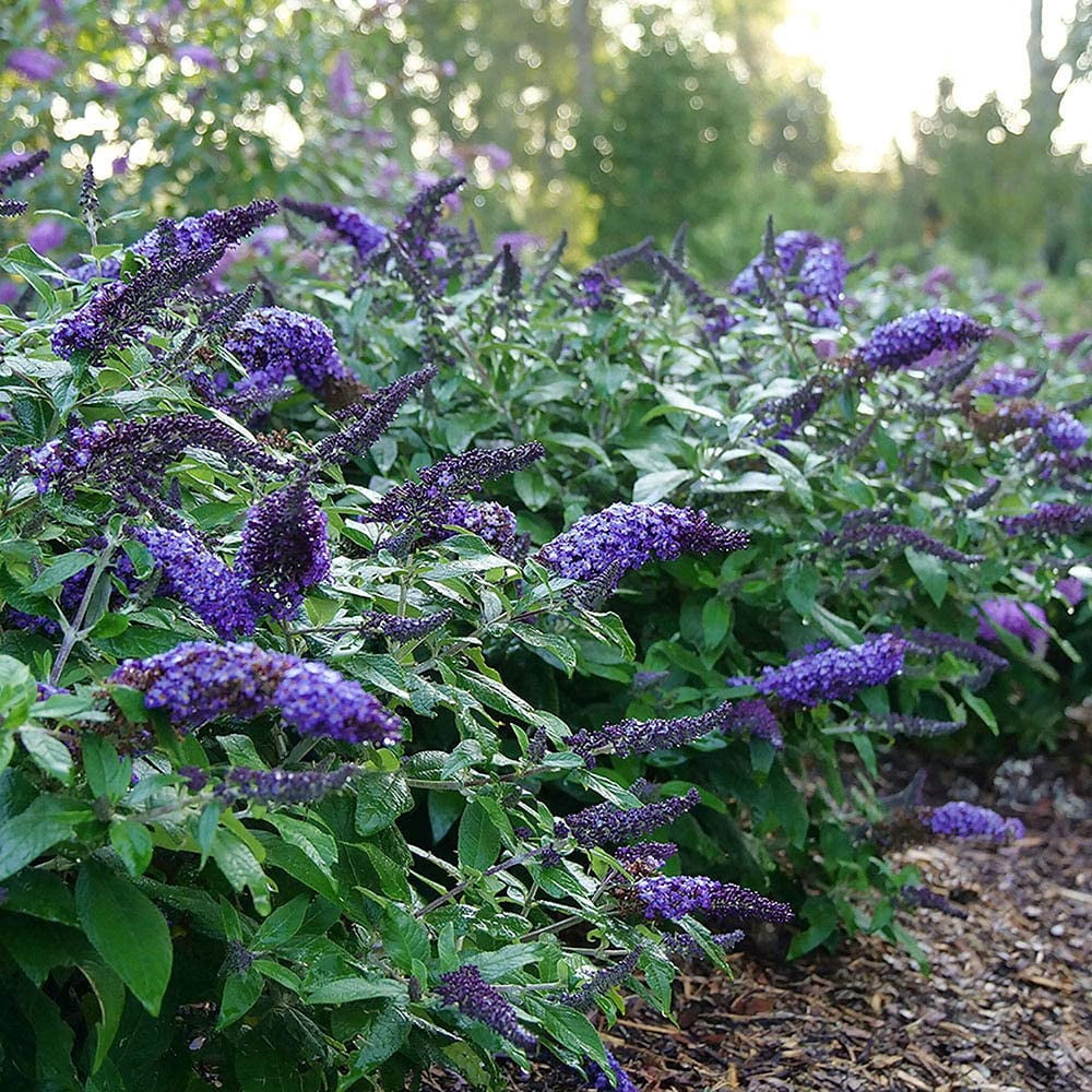 Proven Winners ColorChoice Pugster Blue Buddleia Live Shrub (2 Gallon)