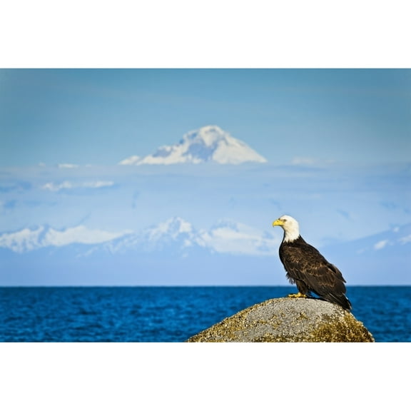 Posterazzi DPI12256684 Bald Eagle Perched on A Rock Overlooking Cook Inlet with Mt. Redoubt in The Poster Print - 19 x 12 in.