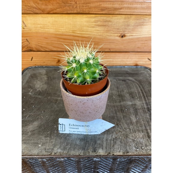 Echinocactus Grusonii, 2" Plant, The Plant Farm