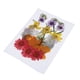 thumbnail image 4 of Bolsa y Hojas para Fabricación de Tarjetas Soledad Decoración de Teléfono Residencial Flores Secas Prensadas Naturales 2 a 3 cm, 4 of 10