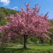 Kwanzan Flowering Cherry Plant Double Pink Cherry Blossom Tree, 6-14"Tall 2.5"Pot, Dormant in Winter