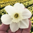 thumbnail image 2 of Stainless Daffodil Flower Bulbs - 5 Bulbs per Pack - Deer Resistant - Good as Cut Flowers - Naturalizing - Perennializing, 2 of 4