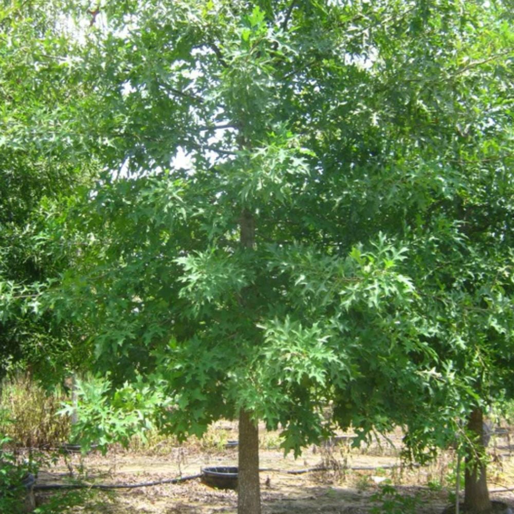 Expert Gardener 3-4 ft. tall Pin Oak Live Tree in 7- Gallon Grower Pot