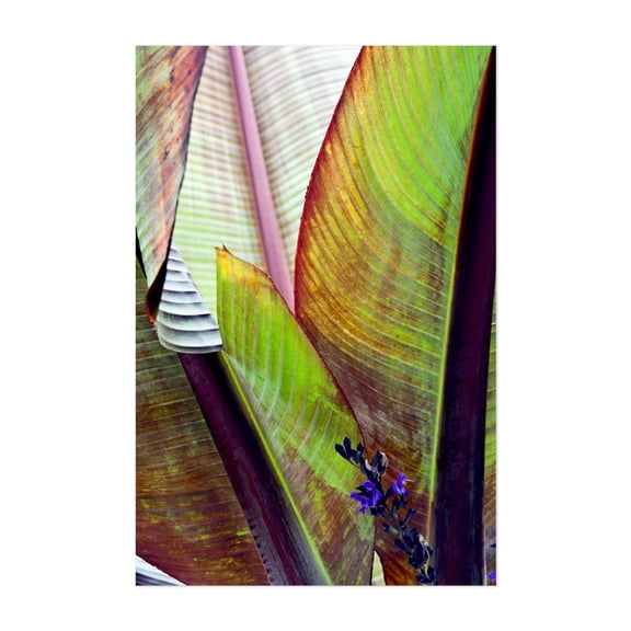 Banana leaf  poetry in autumn light - Bezirk Pankow Berlin Germany Photography Botanical Tropical Nature Floral Garden Abstract Unframed Wall Art Print 20 x 30 inches