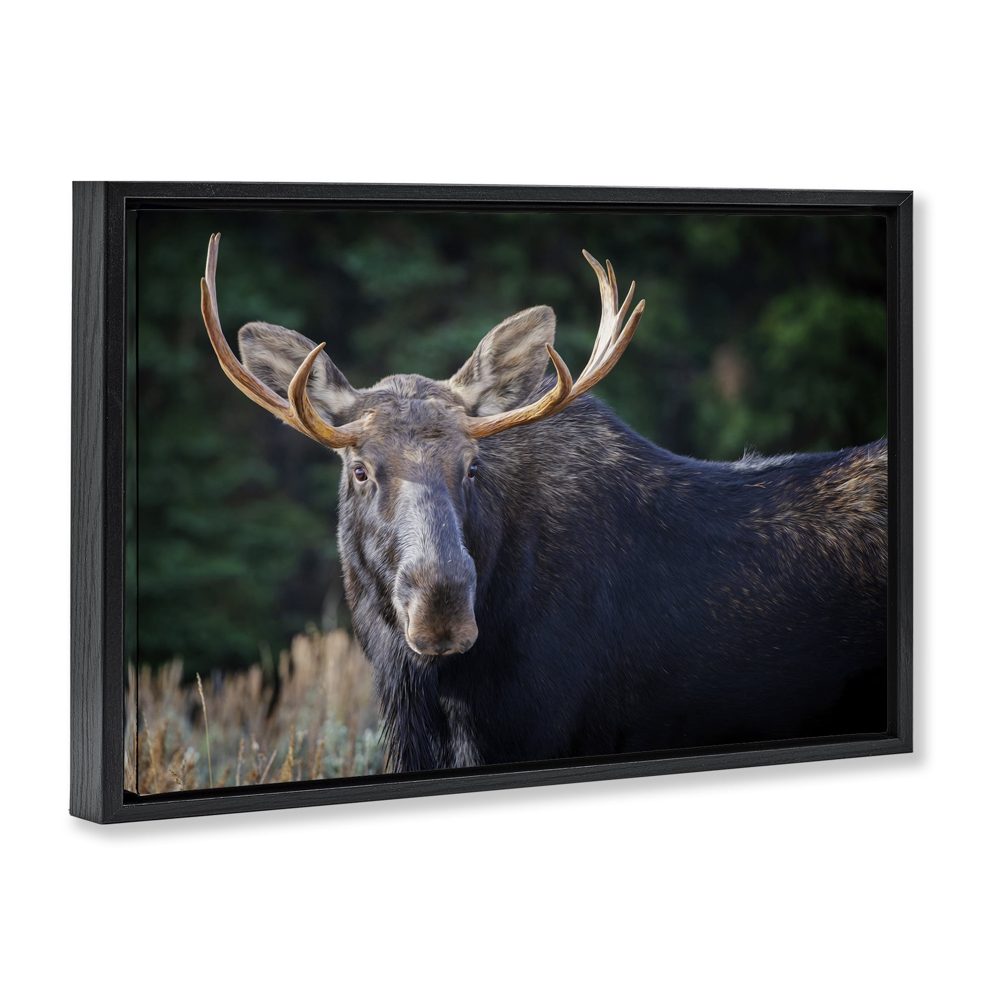 Stupell Industries Stoic Elk Portrait Animals Photography Black Floater Framed Canvas Art Print Wall Art, 25 x 17