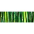 thumbnail image 3 of Atelier B Art Studio 14x7 Black Modern Framed Museum Art Print Titled - Green Bamboo, 3 of 5