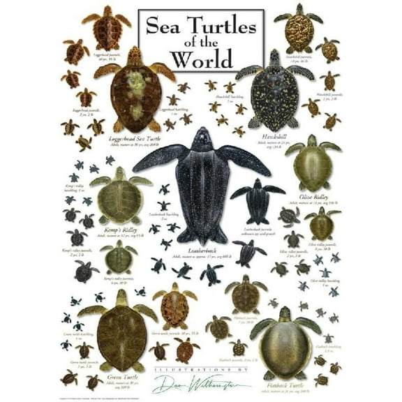Sea Turtles of The World Puzzle