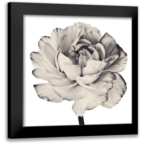 Zalewski, Christine 12x12 Black Modern Framed Museum Art Print Titled - Ghost Flower I