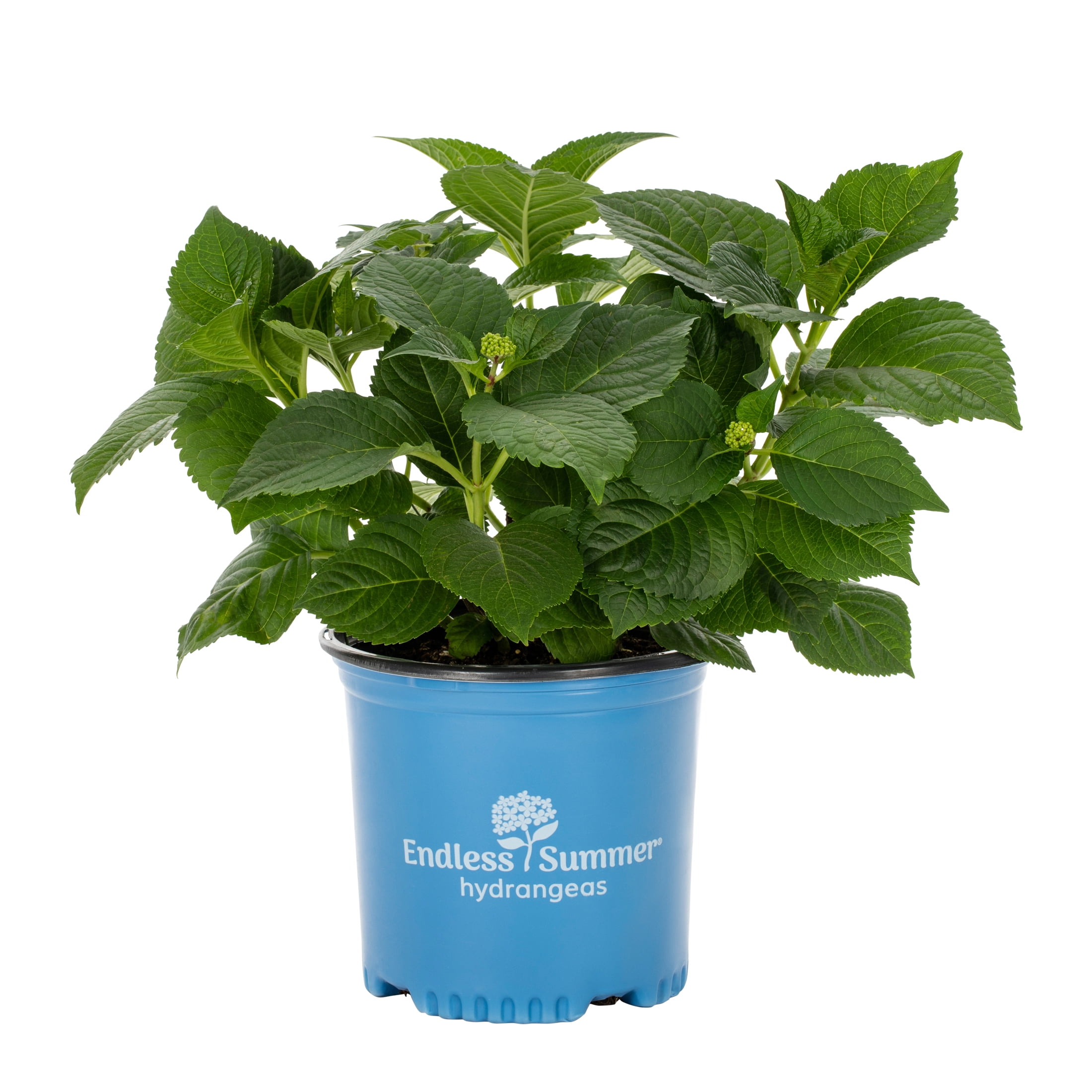 Endless Summer The Original Reblooming Hydrangea Live Shrub in 1-Gallon Grower Pot