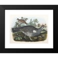 thumbnail image 2 of Daniel Giraud Elliot 24x19 Black Modern Framed Museum Art Print Titled - Dusky Grouse (1865), 2 of 5