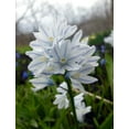 thumbnail image 2 of Striped Squill- Puschkinia Libanotica (Pack of 100 Bulbs), 2 of 2