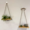 thumbnail image 3 of Double Air Plant Swing Set with Stone Owl – Two Hanging Wood Swings for Four Air Plants + Hand-Carved Natural Stone Owl Accent, 3 of 11