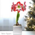thumbnail image 5 of Easy to Grow Amaryllis Minerva Bulb Planted in a Holiday Square Pot Indoor, 5 of 7