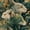 animals003, variant on Japanese Art Cat Wallpaper Peel and Stick,Ukiyo-e Floral & Feline Pattern, Removable Mural for Zen Bedroom & Living Room, 17.7x118 Inch