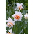 thumbnail image 2 of Flower Drift Double Daffodil Bulbs for Planting Colorful Daffodil Blooms 10 Bulbs, 2 of 5