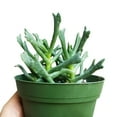 thumbnail image 2 of Elkhorn Plant Rhombophyllum (2"+ Plastic Pot) - Tiny, Lovely, Easy to Care Succulents - Live Succulents for Home Office, 2 of 6