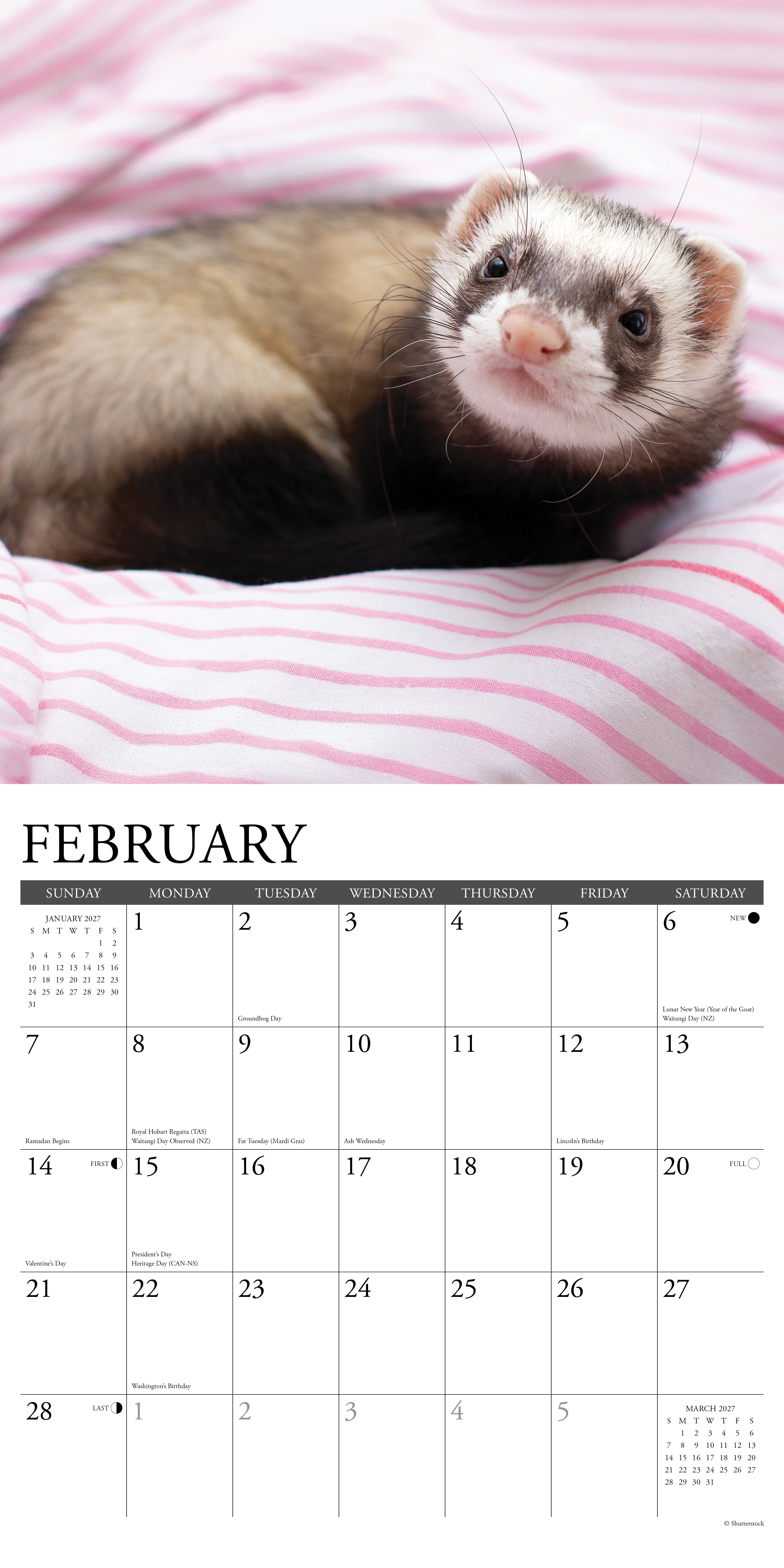 Willow Creek Press, Ferrets 2027 Wall Calendar