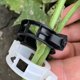 thumbnail image 4 of Moluckfu 50Ud Clip De Soporte Para Plantas Y Enredaderas Con Resistencia Y Material Ligero, 4 of 8