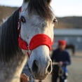 thumbnail image 4 of koolsoo Collier de Tête de Cheval Épaissi Équitation Stable Protecteur Rouge P, 4 of 7