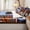 Brown Blue Red White, variant on Homewish Vintage Sport Patchwork Zipper Twin Comforter Sets with Fitted Sheet and 2 Pillowcases,Football Baseball Basketball Grid Zipper Bedding Set For Boys,4pcs