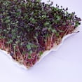 thumbnail image 3 of Mountain Valley Seed Company Bamboo Microgreens Grow Mats with High Water Holding Capacity (10 Pack), 3 of 7