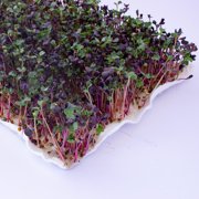 Mountain Valley Seed Company Bamboo Microgreens Grow Mats with High Water Holding Capacity (10 Pack)