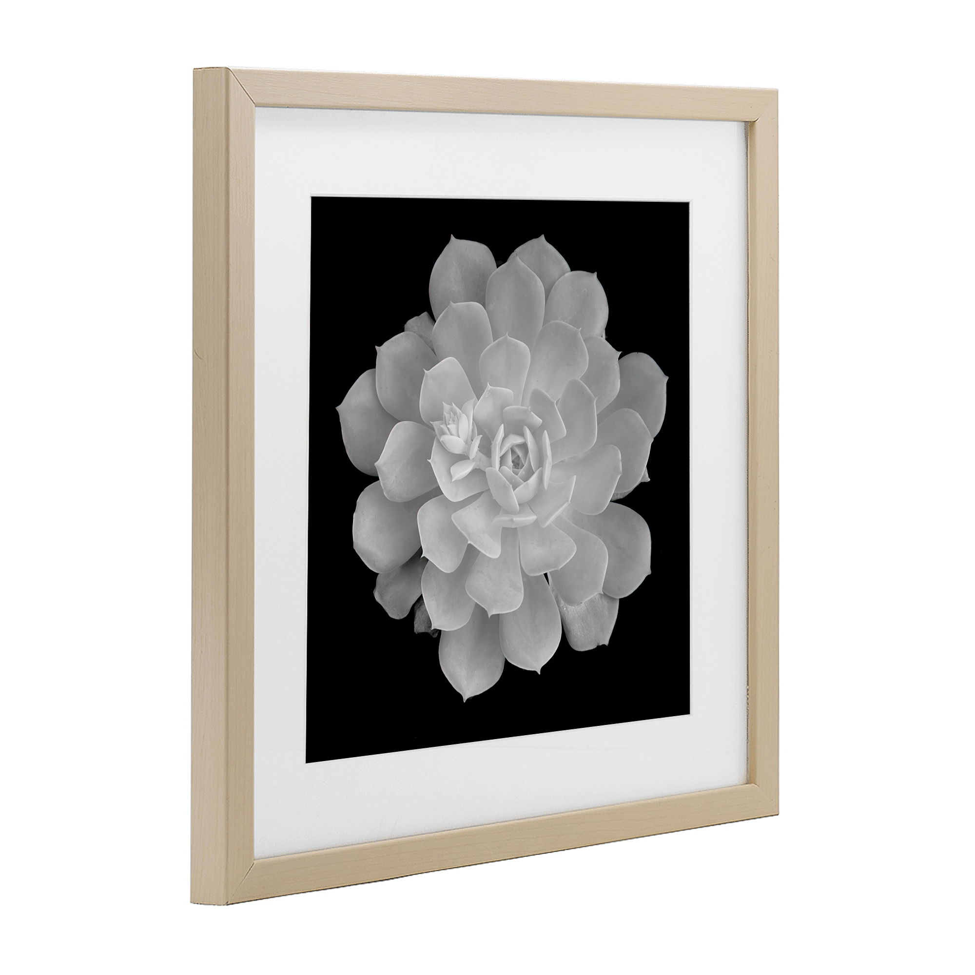 Pure White Succulent Contrast Birch Framed Print Under Glass, design by Phillip Flowers