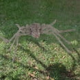 thumbnail image 3 of Wadada 79" Halloween Giant Spider Decorations, Scary Large Spiders Outside Realistic Fake Hairy Spider Props for Halloween Decorations Indoor and Outdoor Yard Party Garden Lawn Creepy Decor, 3 of 6