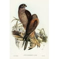 thumbnail image 2 of Gould, John 23x32 White Modern Wood Framed Museum Art Print Titled - Australian Goshawk-Astur approximans, 2 of 4