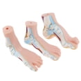thumbnail image 1 of Modelo de Piezaza Zulema Modelo de Tobillo con Ligamentos Material de PVC Longitud 23 Cm 12 Cm, 1 of 8