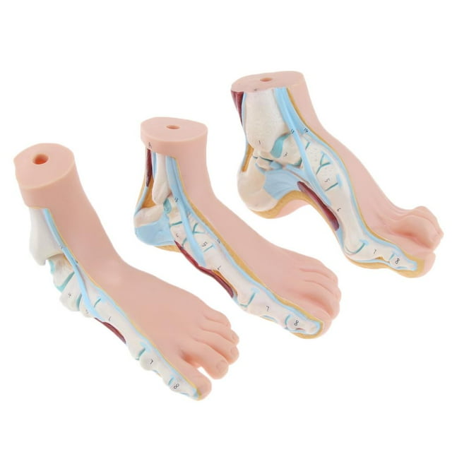 Modelo de Piezaza Zulema Modelo de Tobillo con Ligamentos Material de PVC Longitud 23 Cm 12 Cm