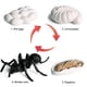 thumbnail image 2 of Modelo de simulación de animales para niños, Mini Animal, gallo, hormiga, Rana, Tortuga, Mosquito, ciclo de crecimiento, muñecos de acción de PVC, juguete para niños, 2 of 5